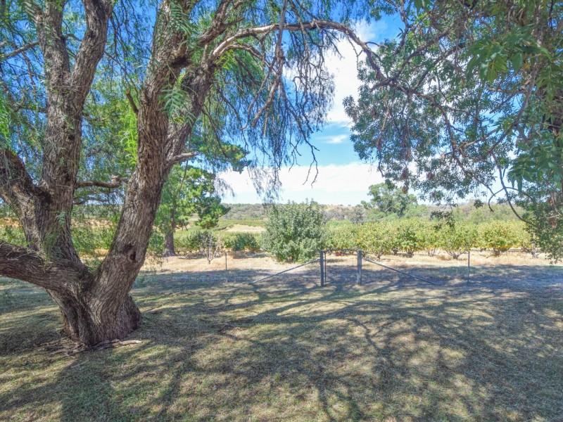172 Jasprizza Lane, Young NSW 2594