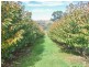172 Jasprizza Lane, Young NSW 2594