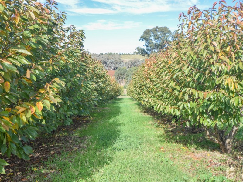 172 Jasprizza Lane, Young NSW 2594