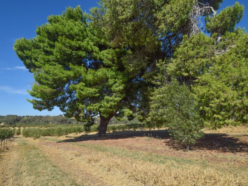 172 Jasprizza Lane, Young NSW 2594