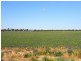 Fairlight 110 Barries Lane Thuddungra, Young NSW 2594