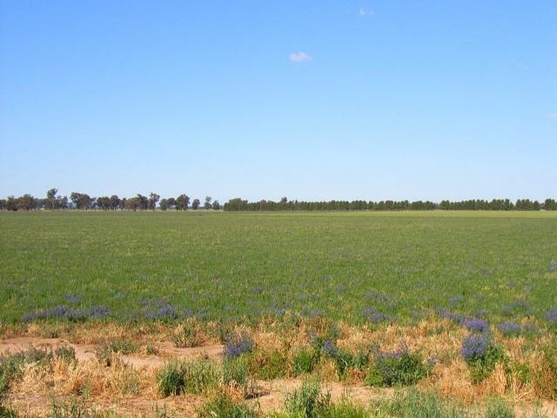 Fairlight 110 Barries Lane Thuddungra, Young NSW 2594