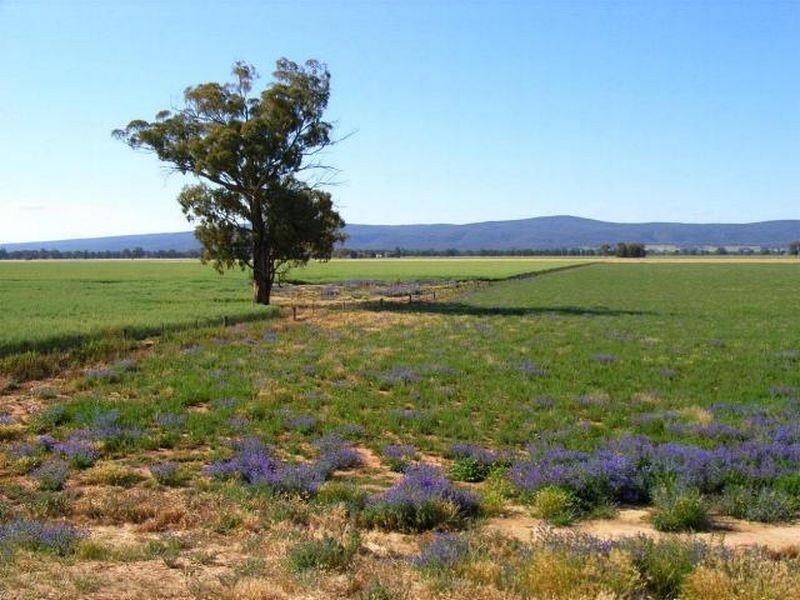 Fairlight 110 Barries Lane Thuddungra, Young NSW 2594