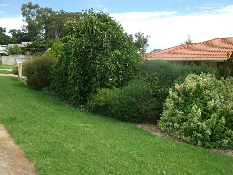 11 Back Creek Road, Young NSW 2594