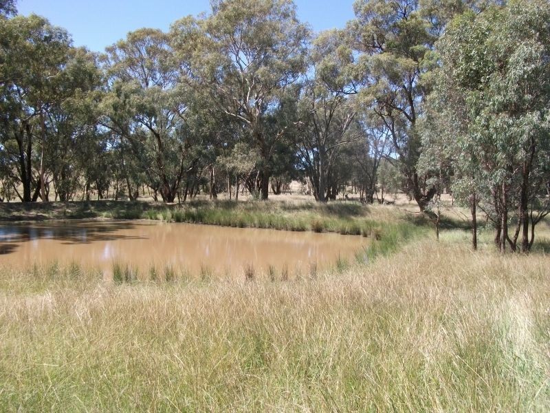987 Scenic Rd, Young NSW 2594