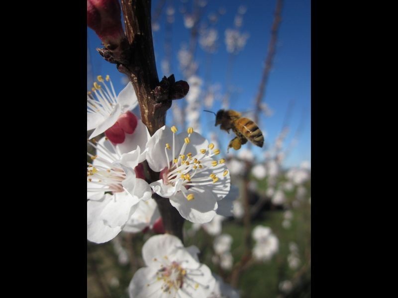 519 Spring Creek Road, Young NSW 2594