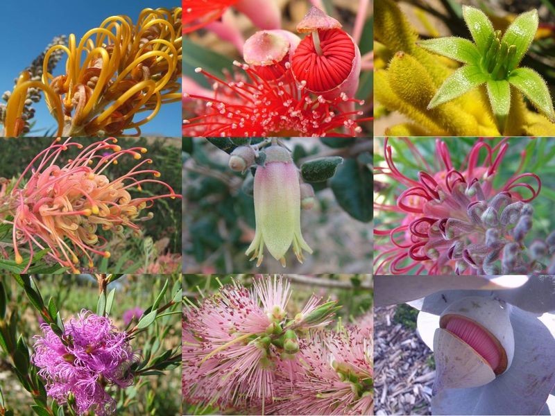 519 Spring Creek Road, Young NSW 2594