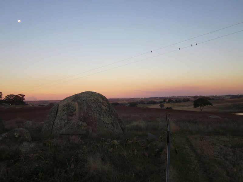 519 Spring Creek Road, Young NSW 2594