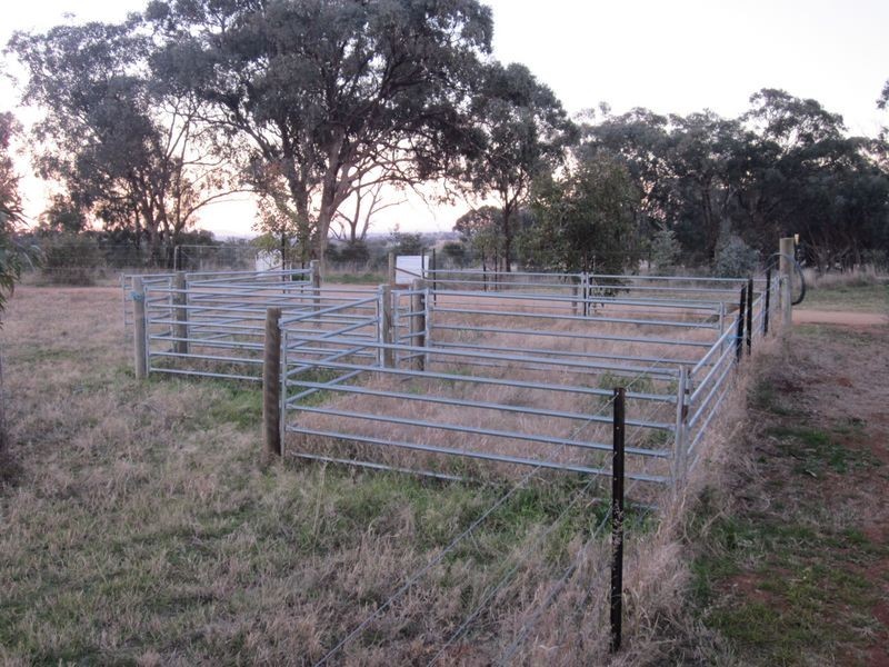 519 Spring Creek Road, Young NSW 2594