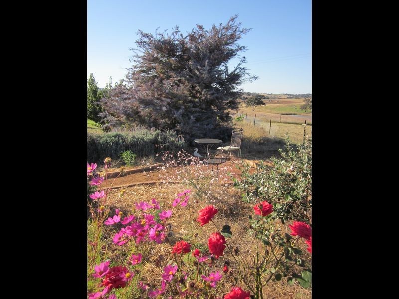 519 Spring Creek Road, Young NSW 2594