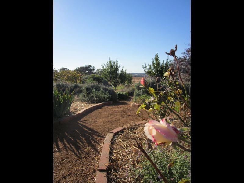 519 Spring Creek Road, Young NSW 2594