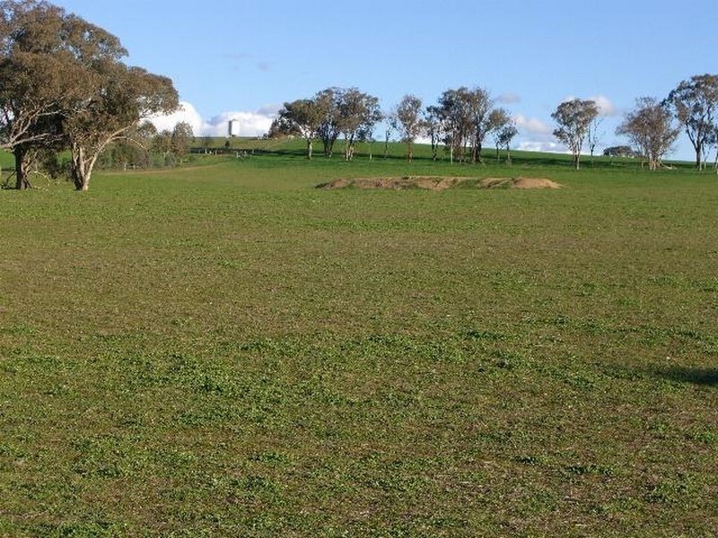 51 Sads Lane, Young NSW 2594