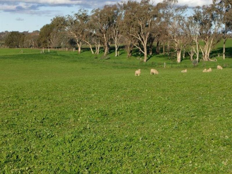 51 Sads Lane, Young NSW 2594