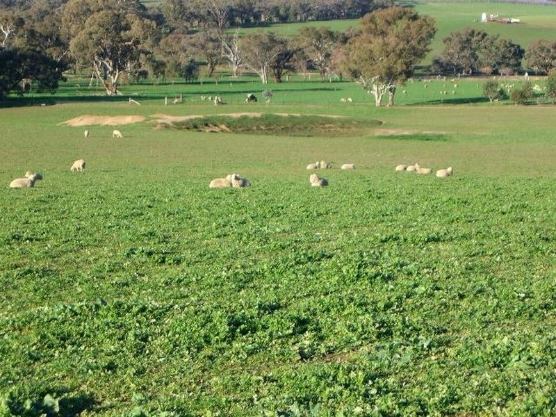 51 Sads Lane, Young NSW 2594