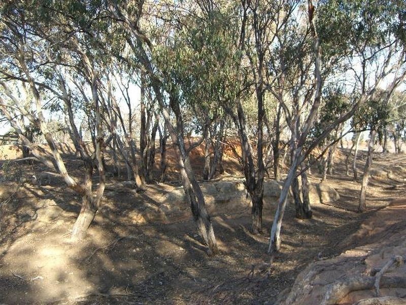 51 Sads Lane, Young NSW 2594