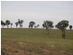 Kalinga Kingsvale Road, Young NSW 2594
