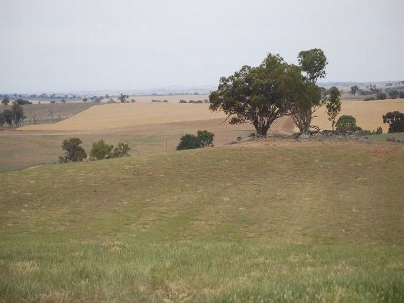 Kalinga Kingsvale Road, Young NSW 2594