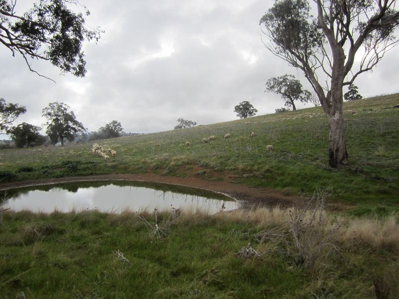 625 Tubbul Road, Young NSW 2594