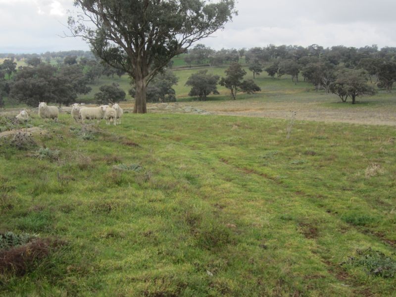 625 Tubbul Road, Young NSW 2594