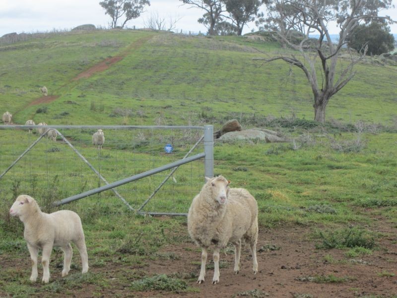 625 Tubbul Road, Young NSW 2594