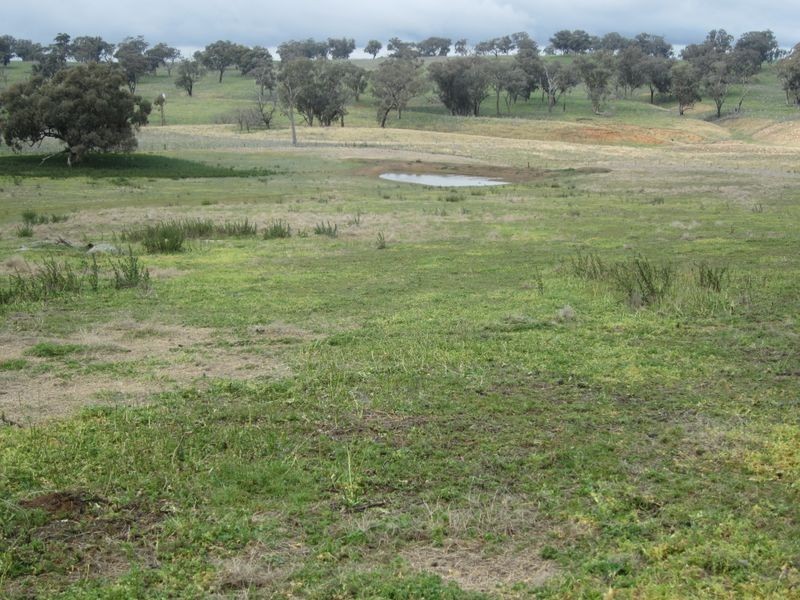 625 Tubbul Road, Young NSW 2594