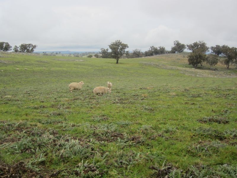 625 Tubbul Road, Young NSW 2594