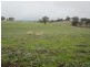 625 Tubbul Road, Young NSW 2594