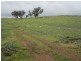 625 Tubbul Road, Young NSW 2594