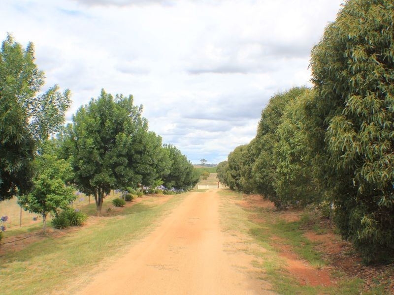 216 Good Friday Gully Rd, Young NSW 2594