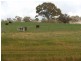 216 Good Friday Gully Rd, Young NSW 2594