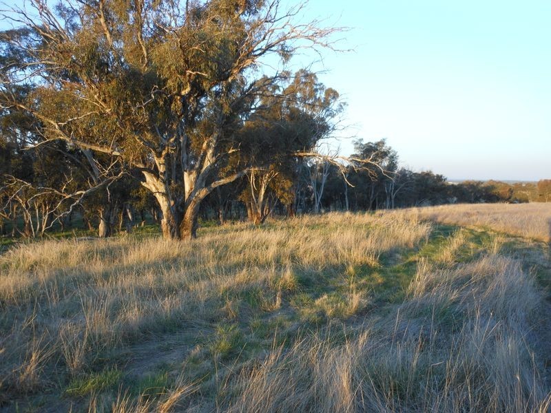 Lot 3 Ellerslee Rd, Young NSW 2594