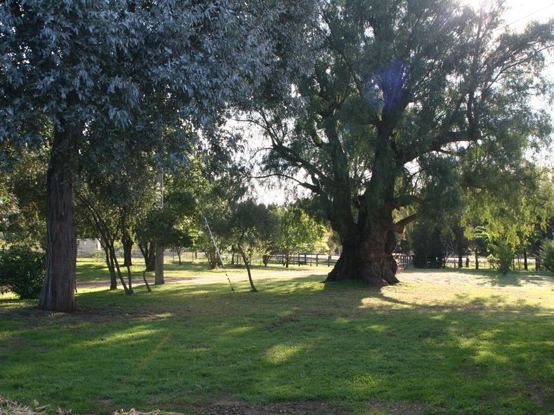 315 Back Creek Road, Young NSW 2594