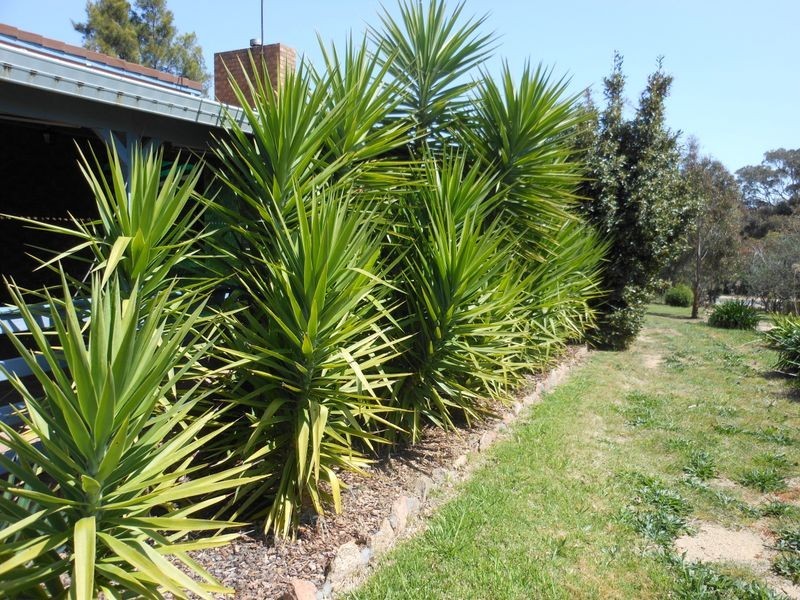 4150 Olympic Hwy South, Young NSW 2594