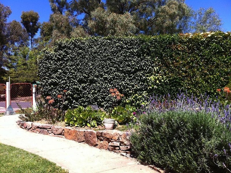 43 Currawong Street, Young NSW 2594