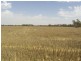 223 Bimbi Rd, Young NSW 2594