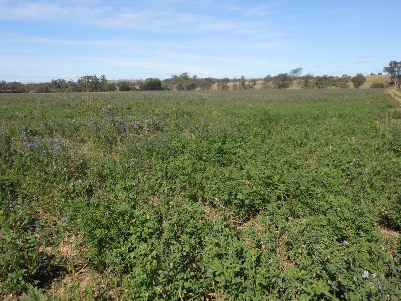 46 Quamby SS Road, Young NSW 2594