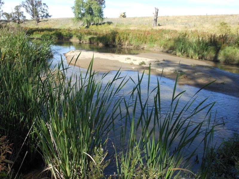 46 Quamby SS Road, Young NSW 2594