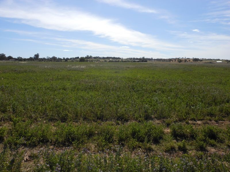 46 Quamby SS Road, Young NSW 2594