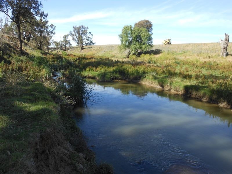 46 Quamby SS Road, Young NSW 2594