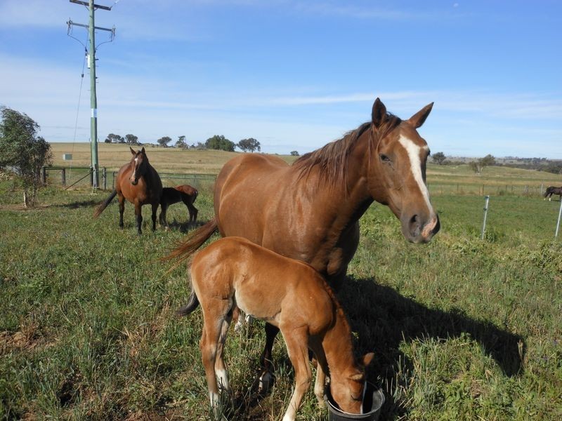 46 Quamby SS Road, Young NSW 2594