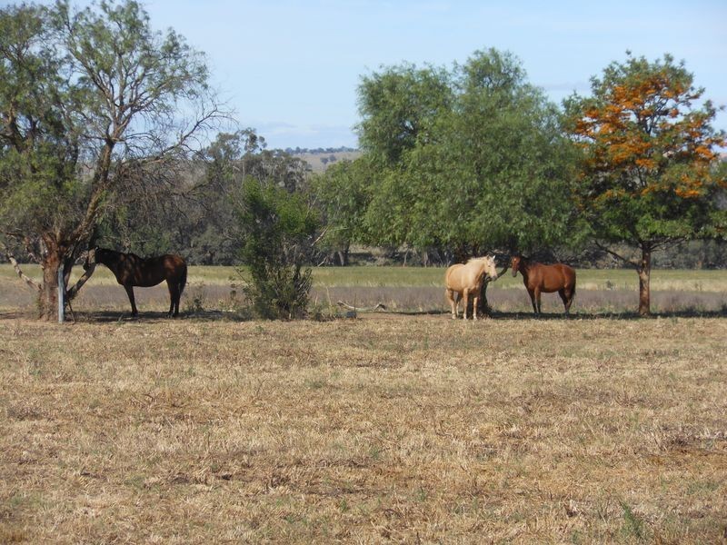 46 Quamby SS Road, Young NSW 2594