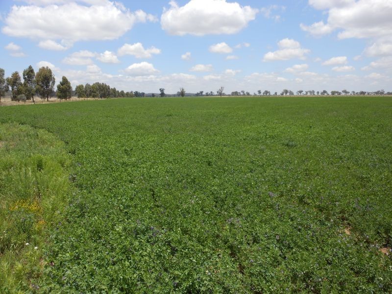 1560 Pinnacle Rd, Grenfell NSW 2810