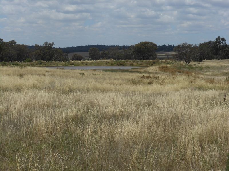 1560 Pinnacle Rd, Grenfell NSW 2810