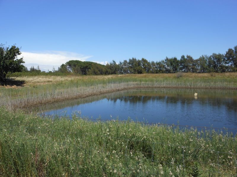 684 Maimuru S.S Rd, Young NSW 2594