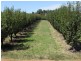 684 Maimuru S.S Rd, Young NSW 2594