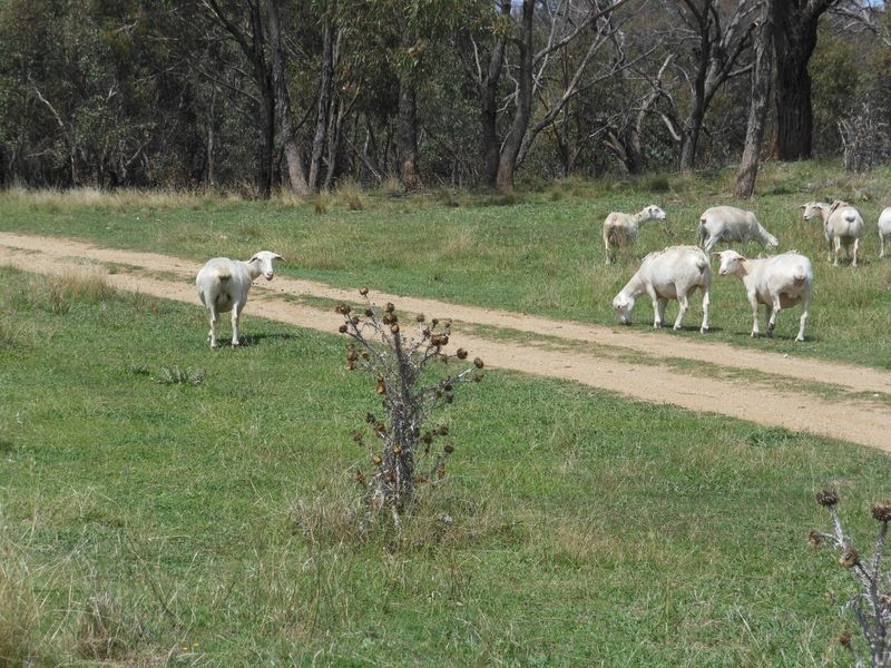 12 Colorado Road, Young NSW 2594