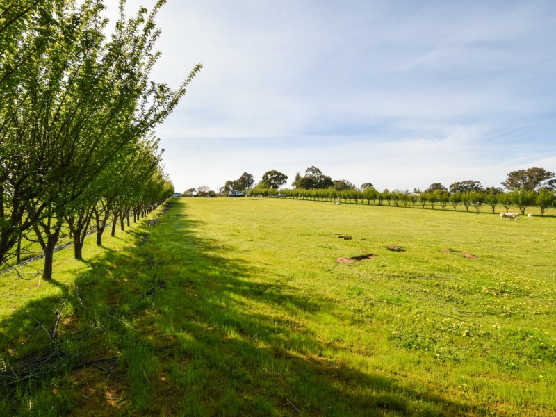 88 Willawong Street, Young NSW 2594