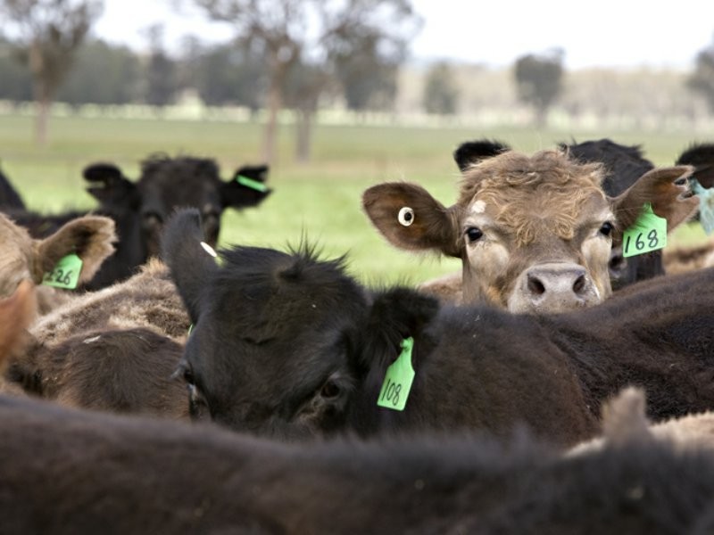 00 Boundary Road, Young NSW 2594