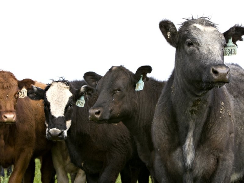 00 Boundary Road, Young NSW 2594