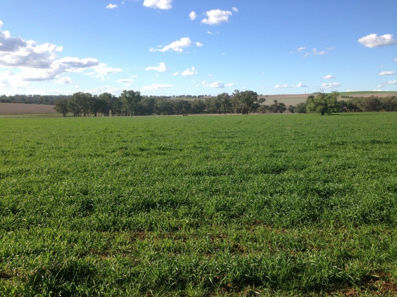 00 Boundary Road, Young NSW 2594